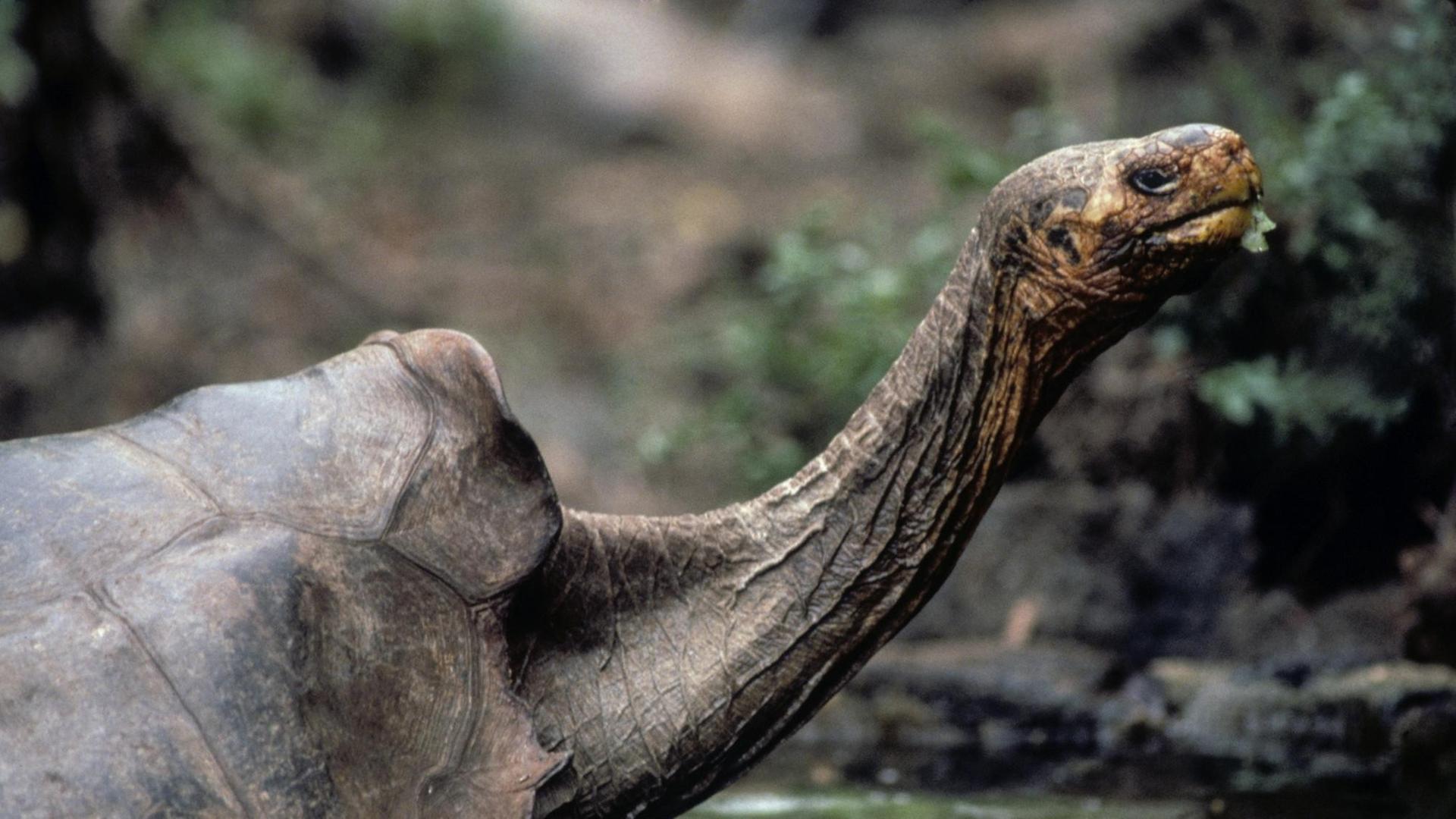 Porträt der Schildkröte Lonesome George. Porträt der Schildkröte Lonesome George.