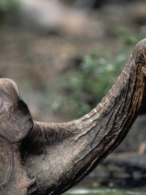Porträt der Schildkröte Lonesome George.