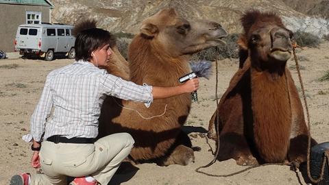Die Autorin Saar Slegers macht Aufnahmen in der Wüste Gobi. Sie hockt vor zwei liegenden Kamelen und hält ihr Mikrofon vor dessen Mäuler.