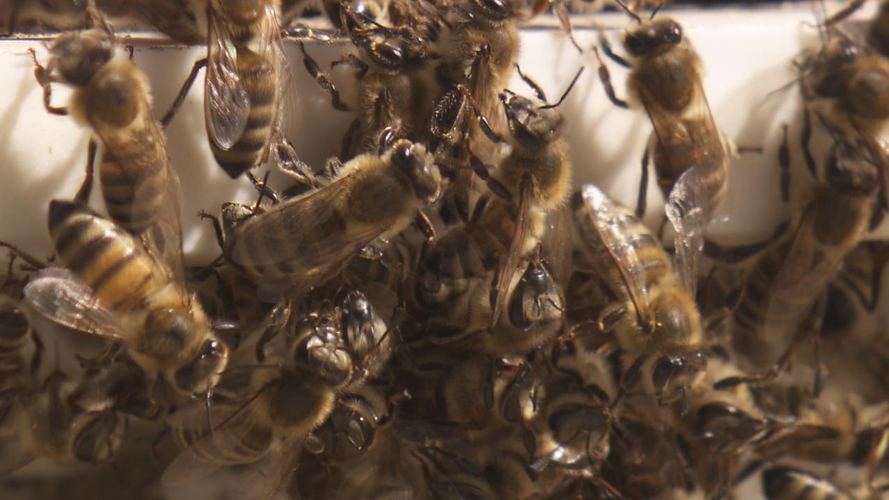 Nahaufnahme von vielen großen Bienen dicht gedrängt in einem Bienenstock. Nahaufnahme von vielen großen Bienen dicht gedrängt in einem Bienenstock.