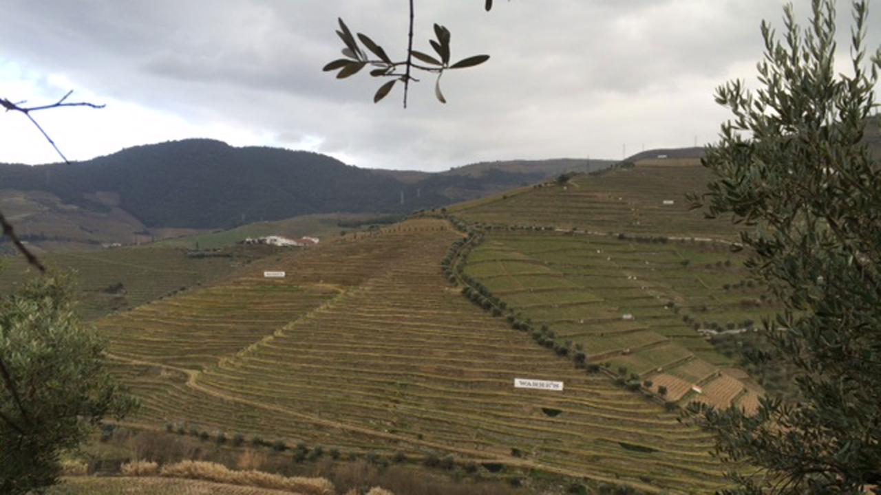 Das Weinanbaugebiet Alto Douro in Portugal Das Weinanbaugebiet Alto Douro in Portugal