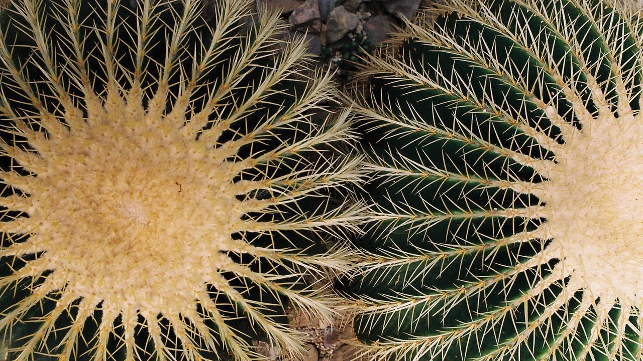 Goldkugelkakteen (Echinocactus grusonii), auch umgangssprachlich Schwiegermuttersitz genannt. Aufgenommen im Botanischen Garten in Bonn. Goldkugelkakteen (Echinocactus grusonii), auch umgangssprachlich Schwiegermuttersitz genannt. Aufgenommen im Botanischen Garten in Bonn.