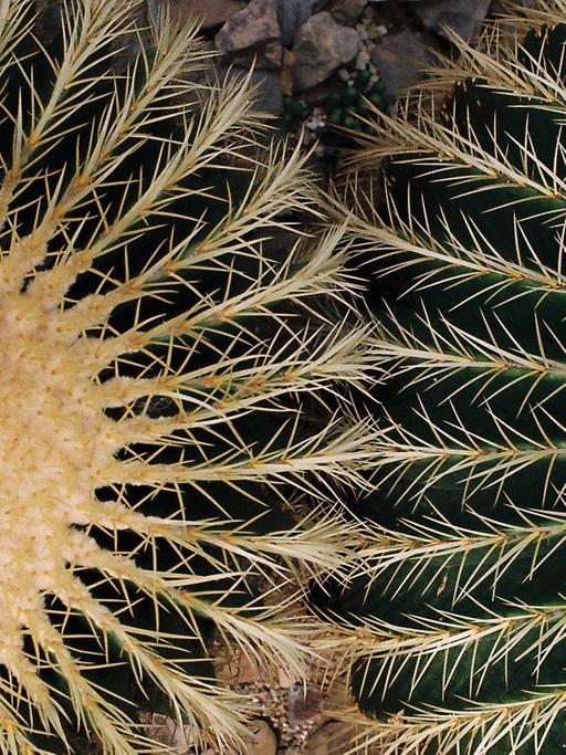 Goldkugelkakteen (Echinocactus grusonii), auch umgangssprachlich Schwiegermuttersitz genannt. Aufgenommen im Botanischen Garten in Bonn.