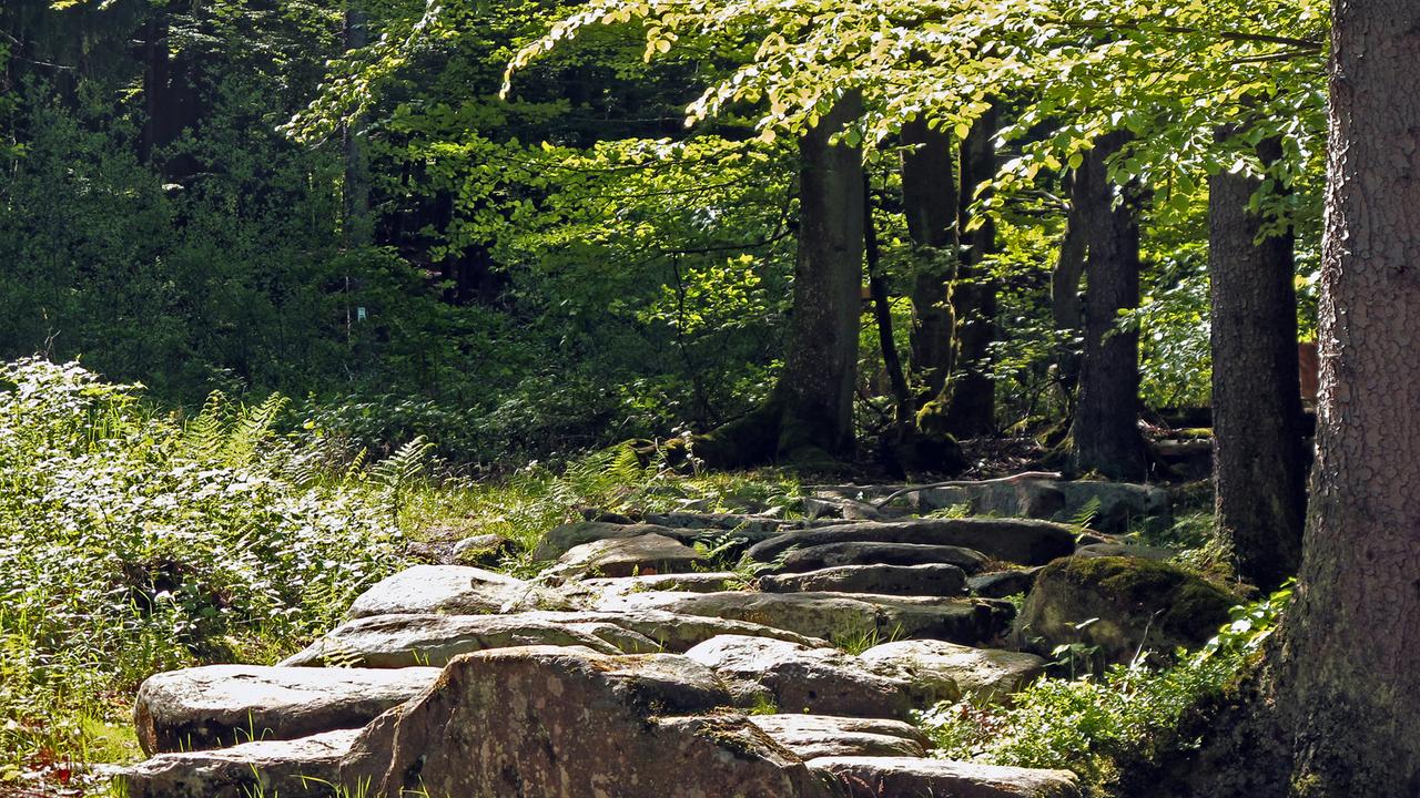 Der Alte Schulweg (Kulturweg) nahe Dammbach im Hochspessart Der Alte Schulweg (Kulturweg) nahe Dammbach im Hochspessart