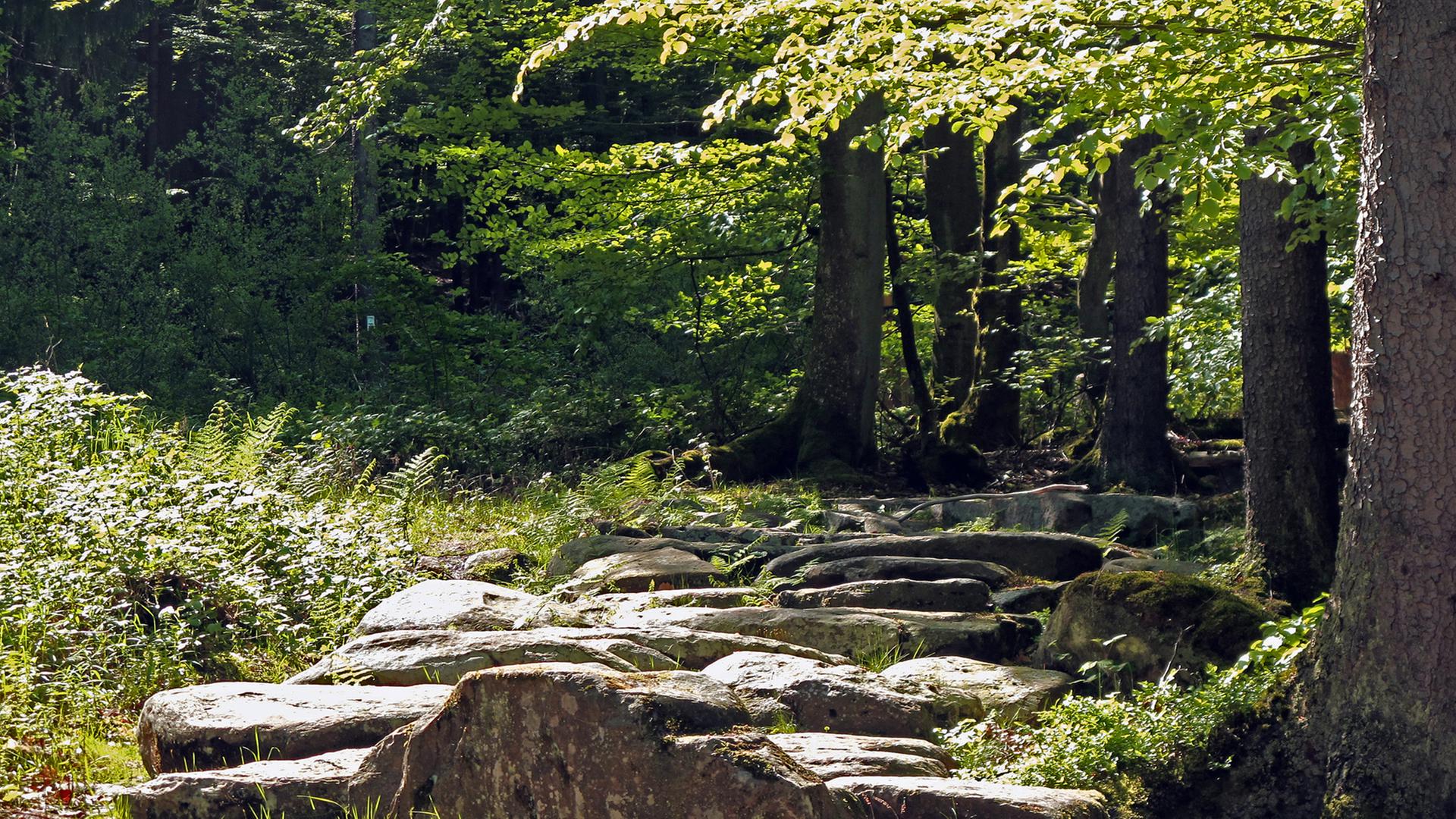Der Alte Schulweg (Kulturweg) nahe Dammbach im Hochspessart Der Alte Schulweg (Kulturweg) nahe Dammbach im Hochspessart