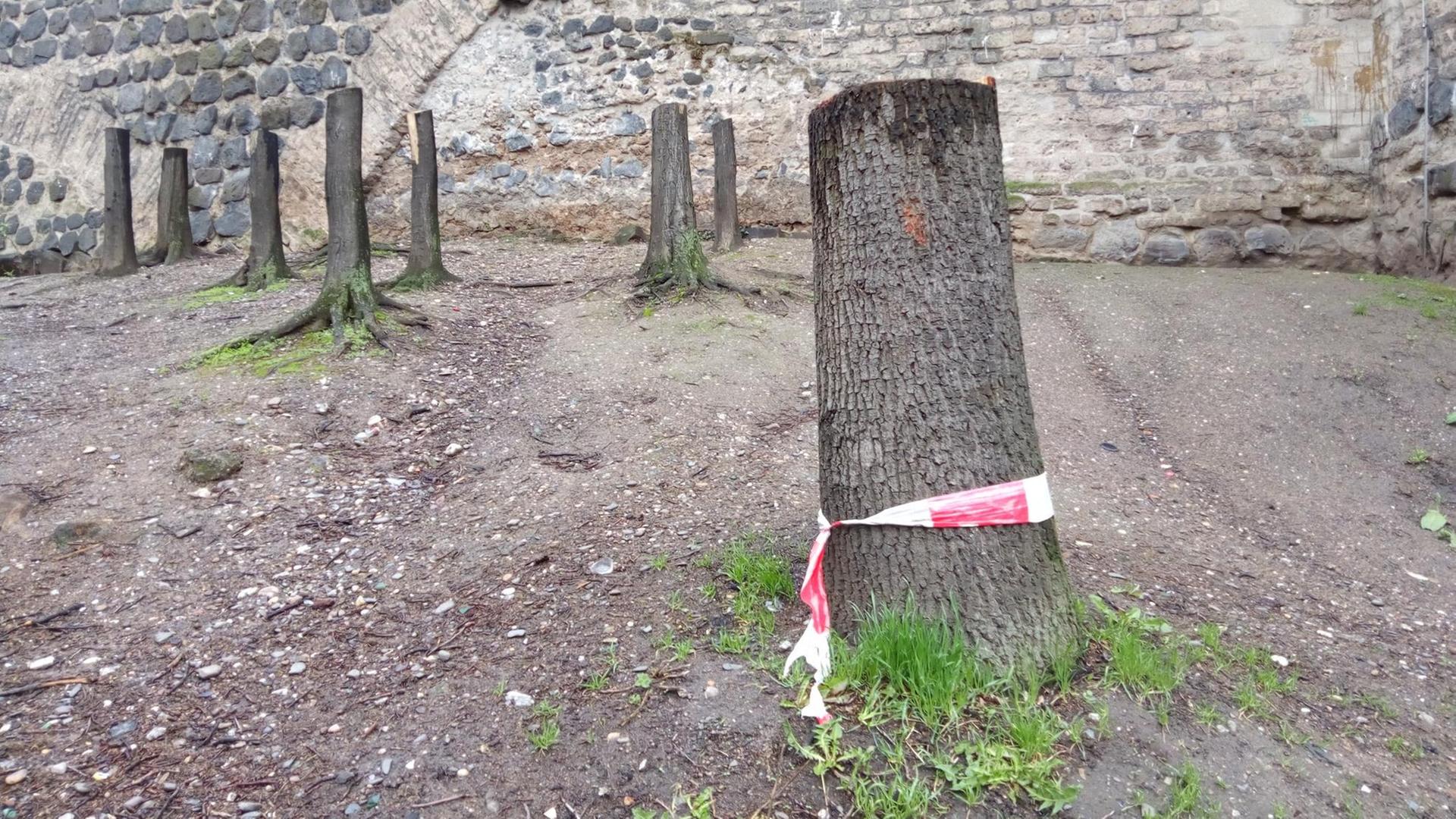 Abgeholtze Bäume in Köln vor einer Mauer. Abgeholtze Bäume in Köln vor einer Mauer.
