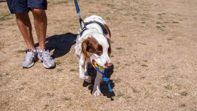 Schweden: Hund "Molly" ist der weltweit erste und bisher einzige voll ausgebildete „Anti-Doping-Hund
