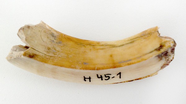 Aus dem Mark eines Schweinezahns kann man prähistorische DNA gewinnen Aus dem Mark eines Schweinezahns kann man prähistorische DNA gewinnen