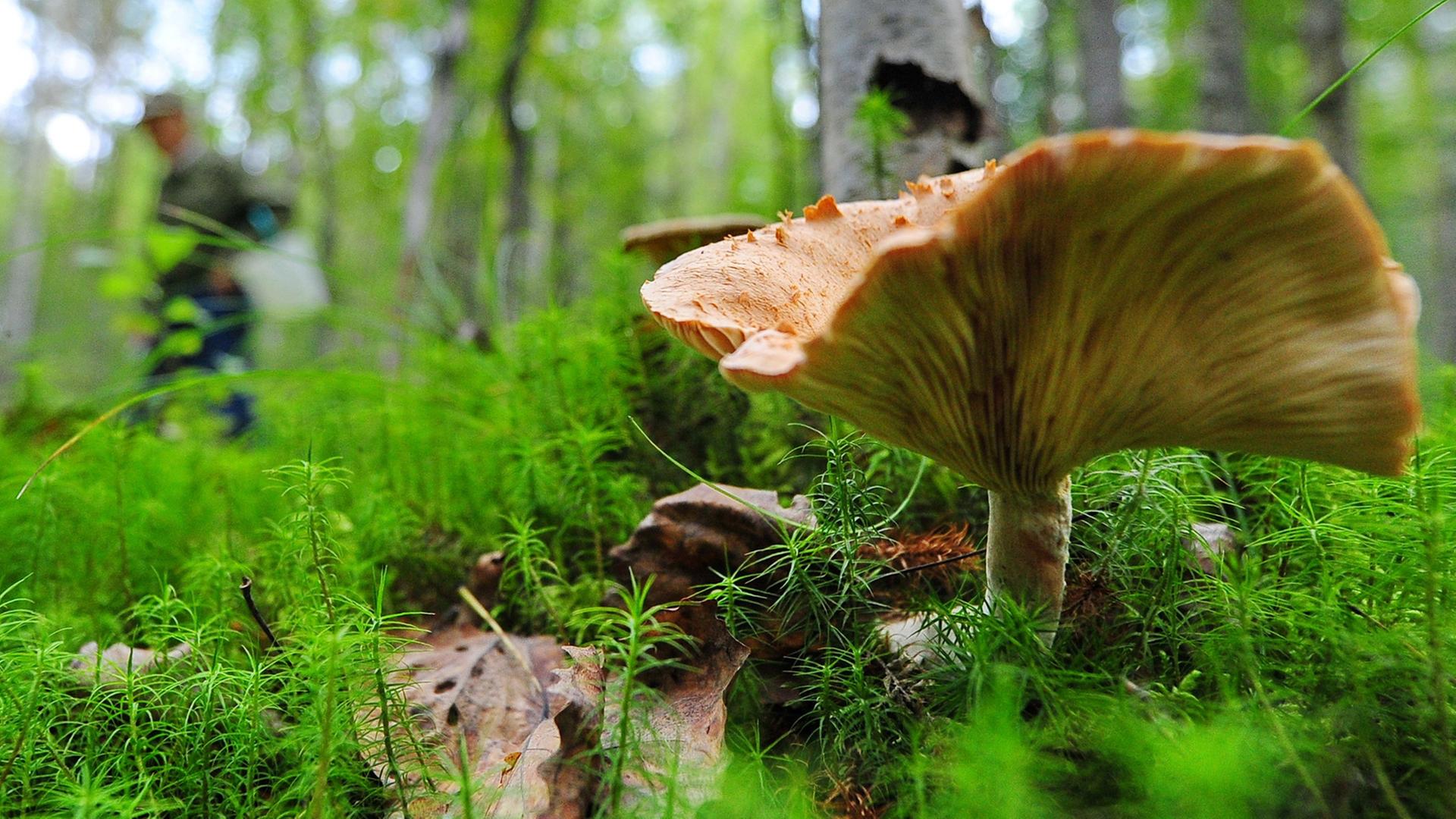 Pilze sammeln in der russischen Kostroma Region. Pilze sammeln in der russischen Kostroma Region.