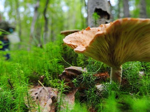 Pilze sammeln in der russischen Kostroma Region.