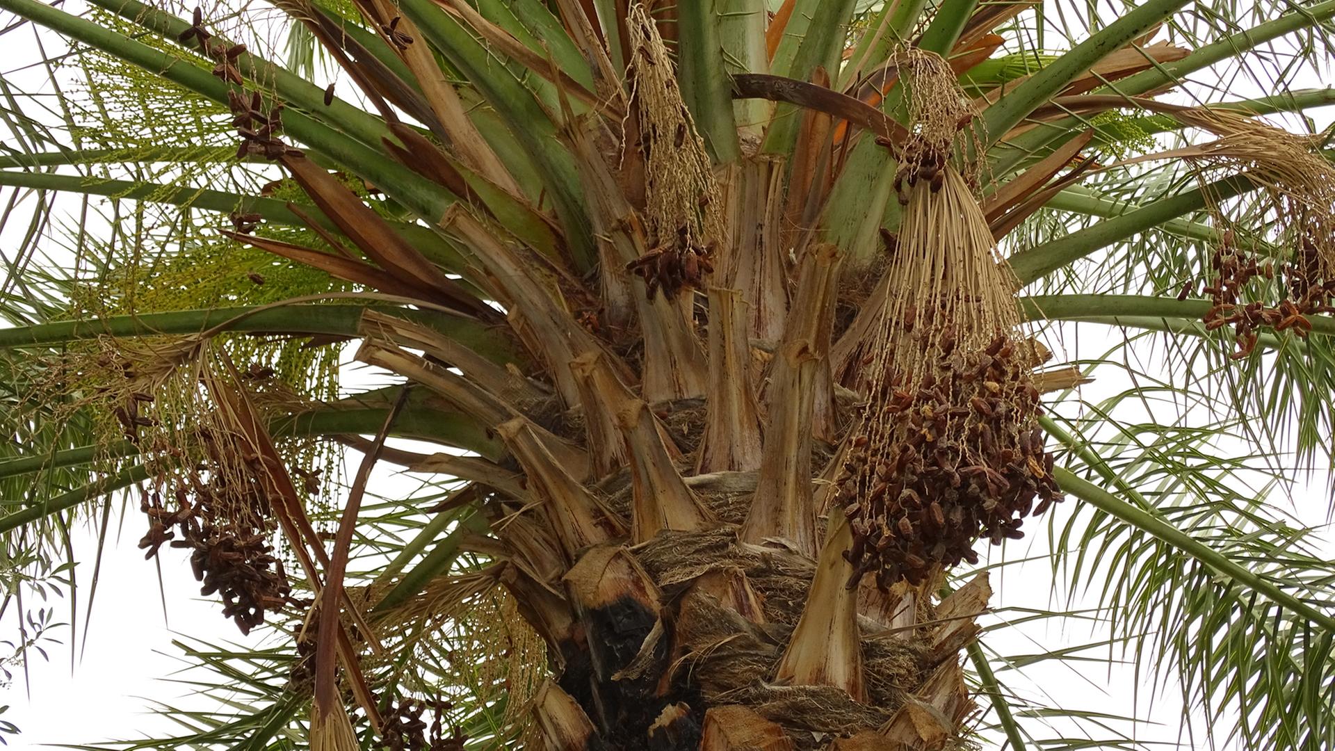Dattelpalme im Gafsa-Oasen-Projekt in Tunesien Dattelpalme im Gafsa-Oasen-Projekt in Tunesien