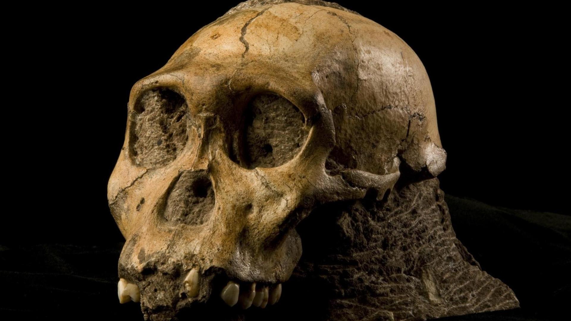 Der Schädel eines zehn bis 13 Jahre alten Jugendlichen (undatierts Handout) der bislang unbekannten Vormenschenart Australopithecus sediba, gefunden in den Höhlen der südafrikanischen Region Sterkfontein, etwa 1,9 Millionen Jahre alt. Der Schädel eines zehn bis 13 Jahre alten Jugendlichen (undatierts Handout) der bislang unbekannten Vormenschenart Australopithecus sediba, gefunden in den Höhlen der südafrikanischen Region Sterkfontein, etwa 1,9 Millionen Jahre alt.
