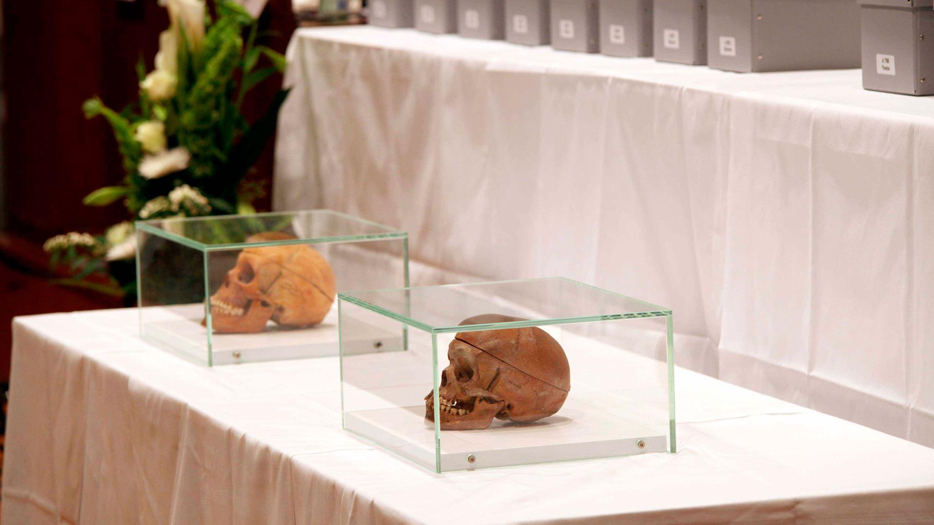 Zwei Totenschädel in Vitrinen stehen auf einem Tisch. Dahinter sind graue Pappkästen zu sehen, in denen sich weitere Schädel befinden. Zwei Totenschädel in Vitrinen stehen auf einem Tisch. Dahinter sind graue Pappkästen zu sehen, in denen sich weitere Schädel befinden.
