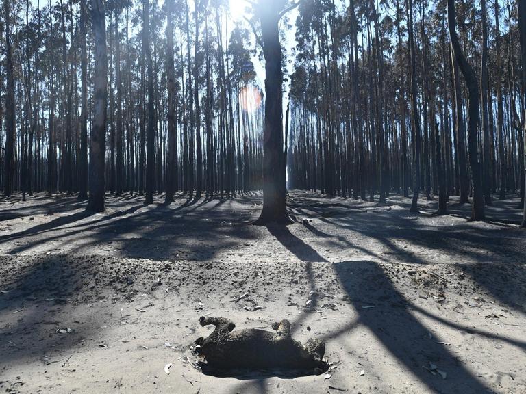 Ein toter Koala liegt auf der verbrannten Erde, Kangaroo Island, South Australia