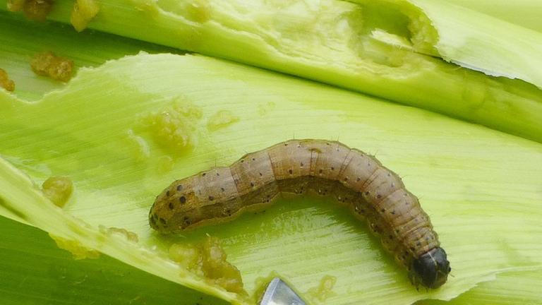 Ein Heerwurm hat eine Maispflanze befallen. Landwirte in Südamerika kämpfen seit Jahrzehnten gegen den Heerwurm. 2016 wurde der Schädling erstmals auch in Afrika entdeckt. Ein Heerwurm hat eine Maispflanze befallen. Landwirte in Südamerika kämpfen seit Jahrzehnten gegen den Heerwurm. 2016 wurde der Schädling erstmals auch in Afrika entdeckt.
