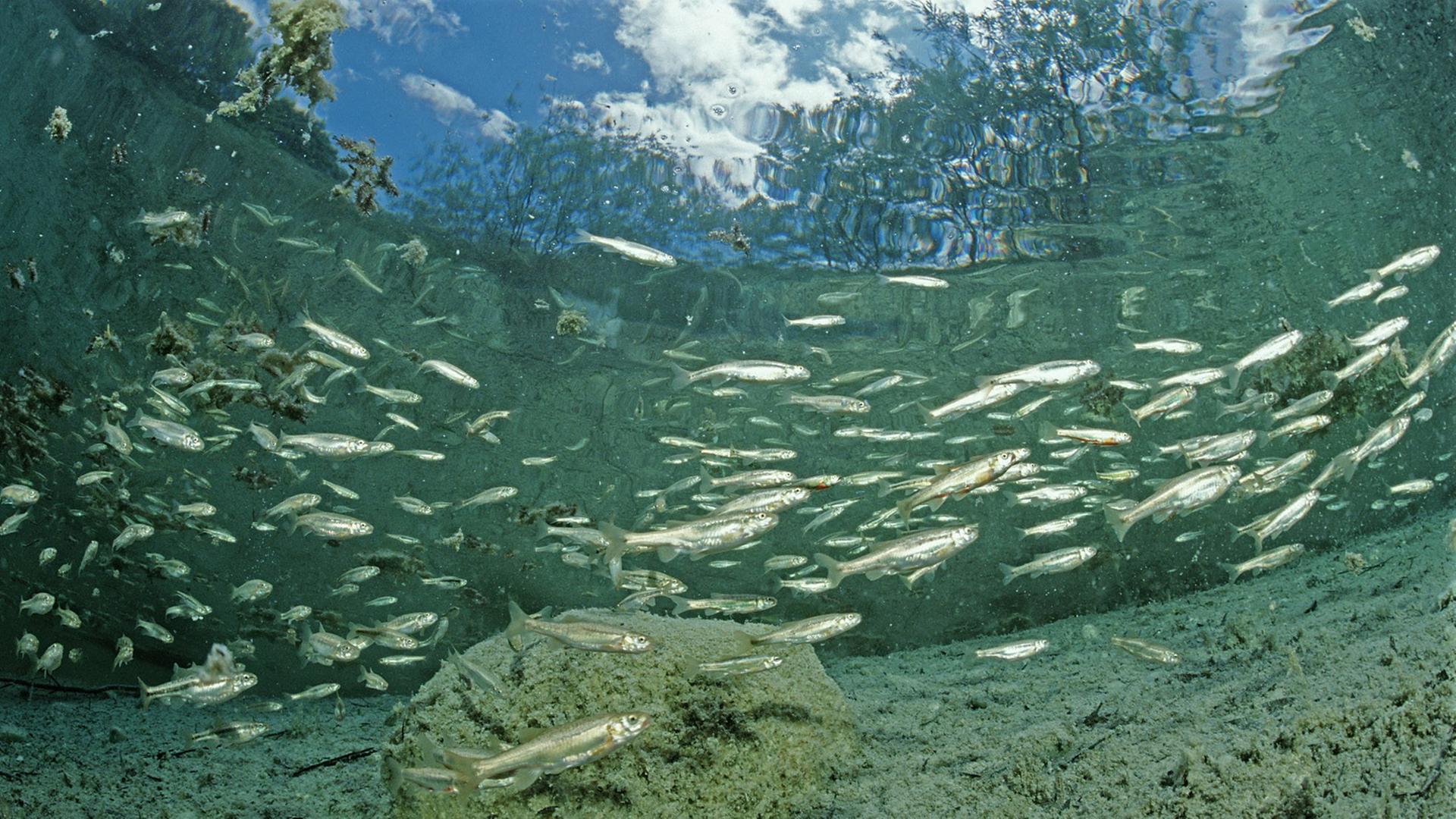 Elritze, Elritzenschwarm, Phoxinus phoxinus, Österreich, Oesterreich, Blindsee, Elritze, Elritzenschwarm, Phoxinus phoxinus, Österreich, Oesterreich, Blindsee,