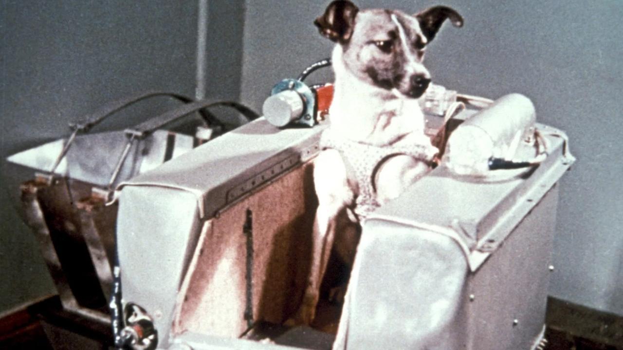 Trauriges Schicksal: Die Hündin Laika war das erste Tier in der Erdumlaufbahn, hat den Flug aber nicht überlebt Trauriges Schicksal: Die Hündin Laika war das erste Tier in der Erdumlaufbahn, hat den Flug aber nicht überlebt