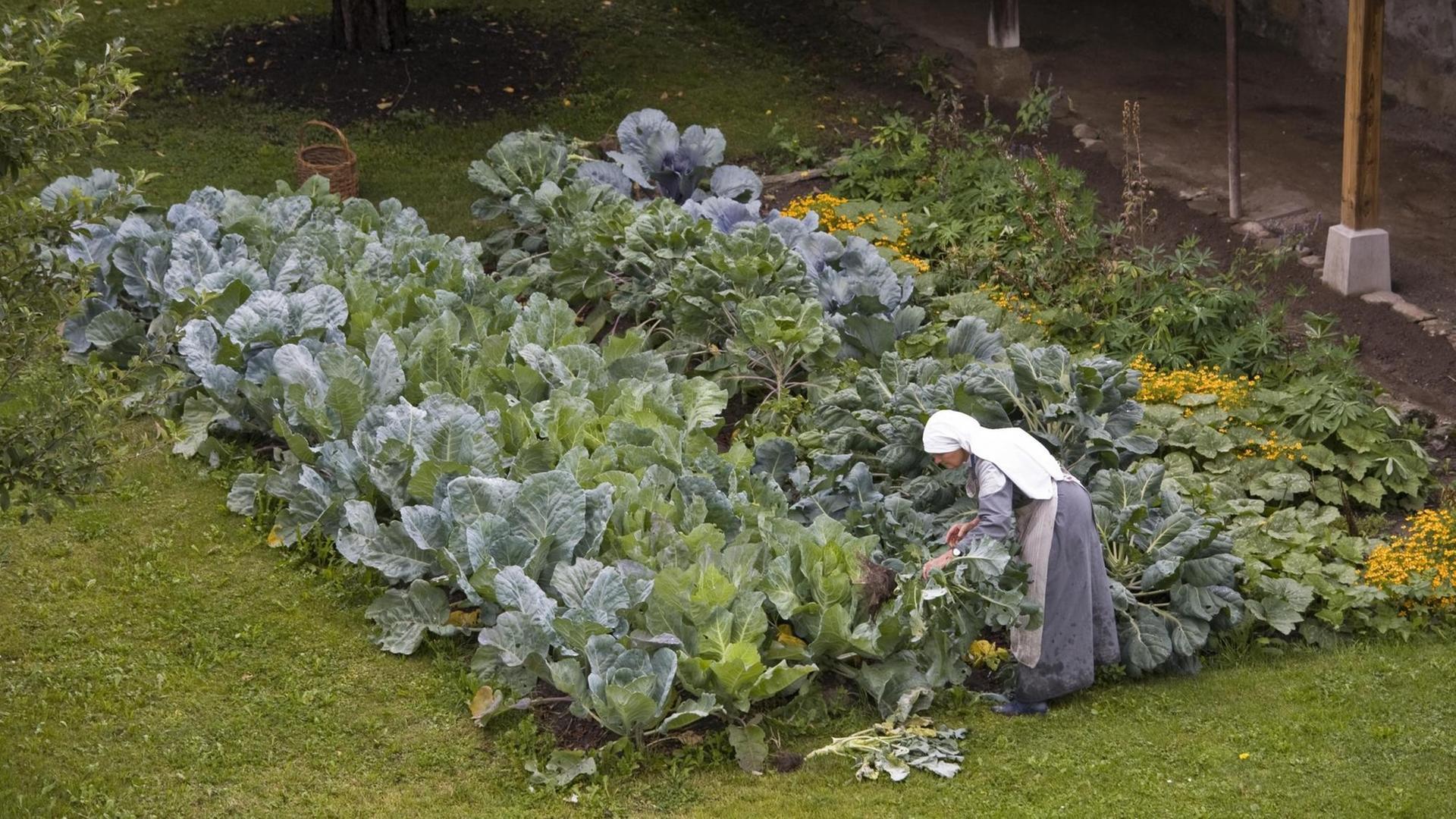 Eine Nonne arbeitet in dem Kohlfeld in einem Klostergarten Eine Nonne arbeitet in dem Kohlfeld in einem Klostergarten