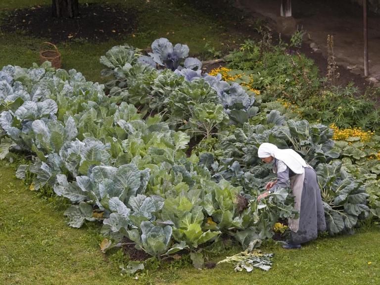 Eine Nonne arbeitet in dem Kohlfeld in einem Klostergarten