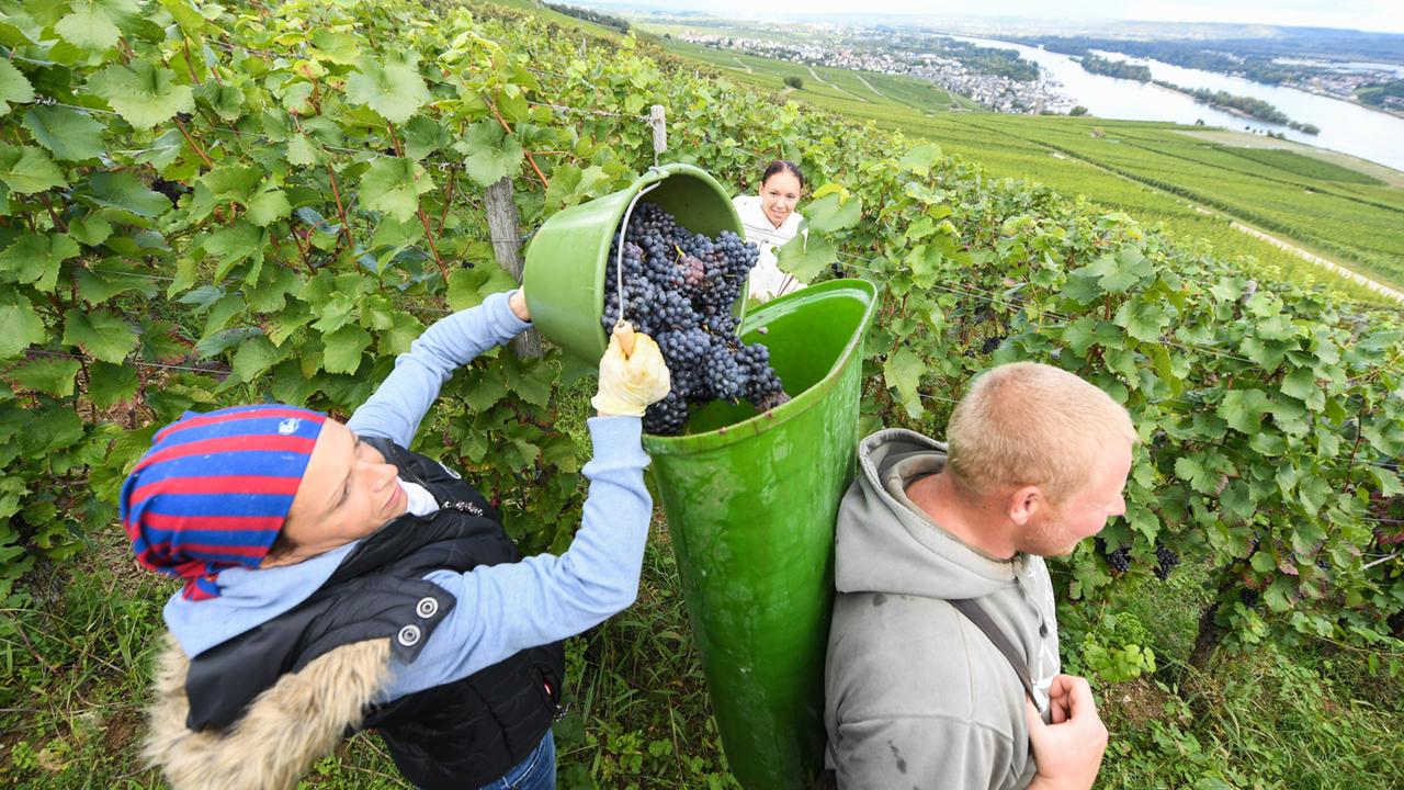 Erntehelfer des Weinguts Schön lesen in den Weinbergen über Rüdesheim am Rhein die Spätburgundertrauben. Erntehelfer des Weinguts Schön lesen in den Weinbergen über Rüdesheim am Rhein die Spätburgundertrauben.