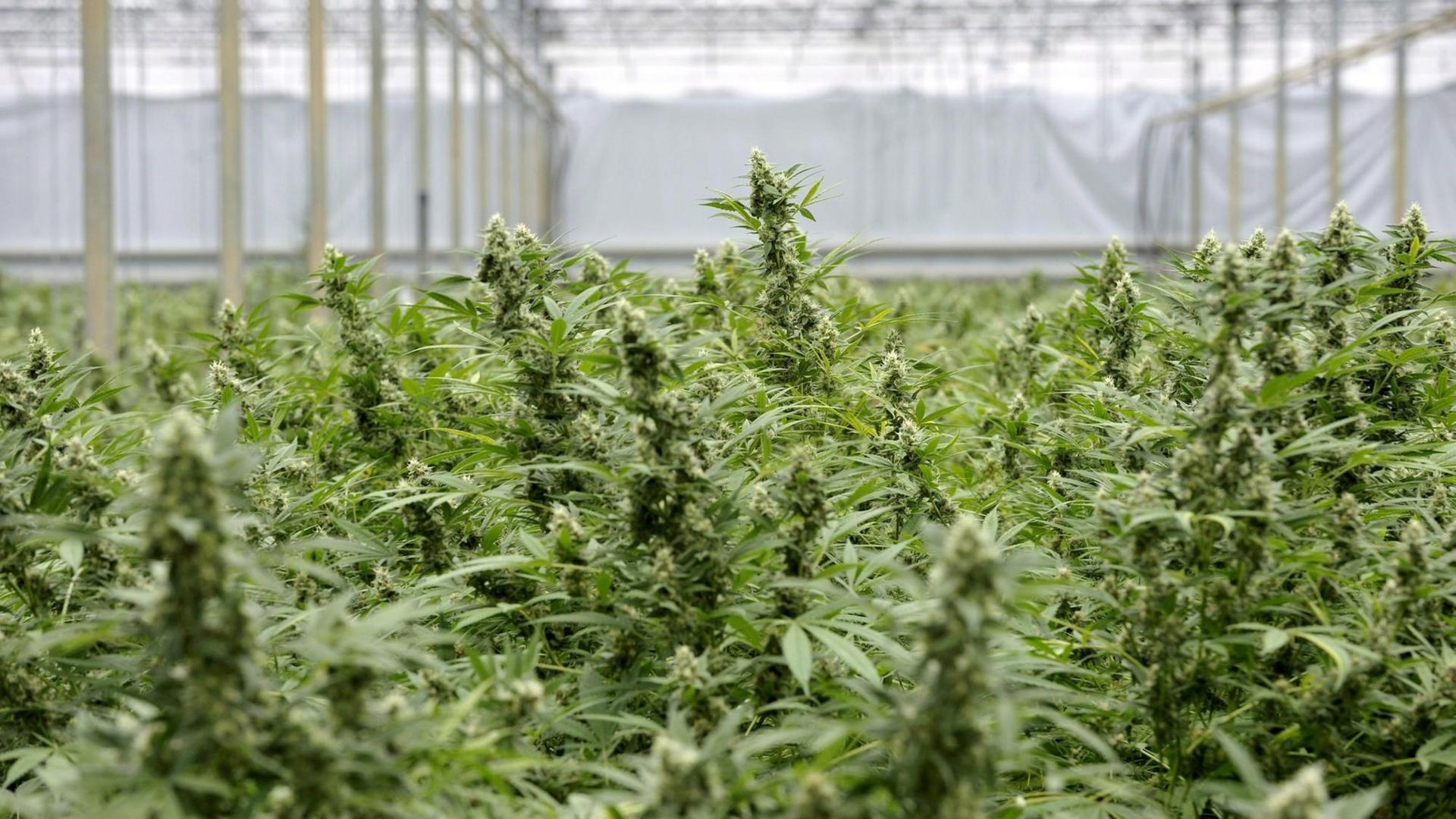 Eine Cannabis-Plantage in einem Gewächshaus in Made in den Niederlanden Eine Cannabis-Plantage in einem Gewächshaus in Made in den Niederlanden