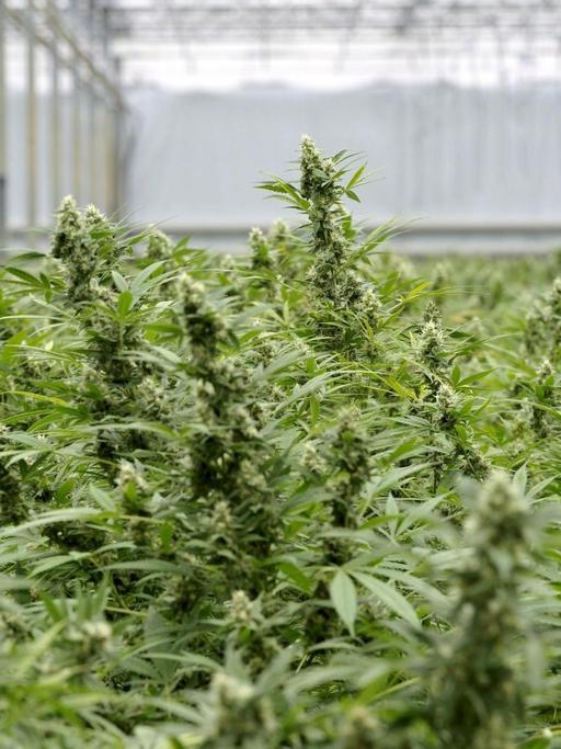 Eine Cannabis-Plantage in einem Gewächshaus in Made in den Niederlanden