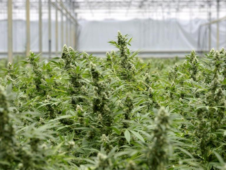 Eine Cannabis-Plantage in einem Gewächshaus in Made in den Niederlanden