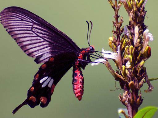 Die Flügel des Schmetterlings Gewöhnliche Rose sind so schwarz, weil sie durch unregelmäßig gesäte Nanolöcher besonders gut Licht absorbieren. Forscher am Karlsruher Institut für Technologie wollen diesen Trick für Solarzellen mit größerer Absorptionsleistung nutzen.