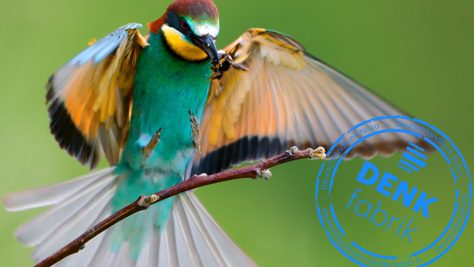 Ein Bienenfresser (Merops apiaster) im Landeanflug auf einen Ast mit einer Hummel im Schnabel Ein Bienenfresser (Merops apiaster) im Landeanflug auf einen Ast mit einer Hummel im Schnabel