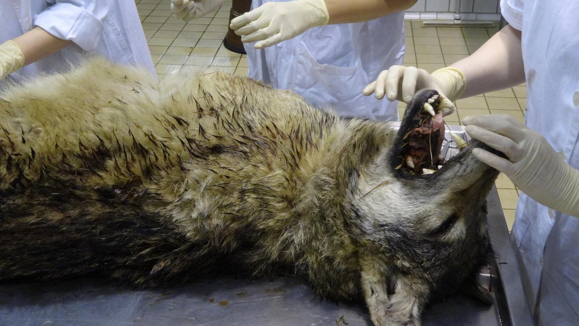 Wolf liegt rücklings auf dem Seziertisch, Studenten ziehen das Maul auf Wolf liegt rücklings auf dem Seziertisch, Studenten ziehen das Maul auf