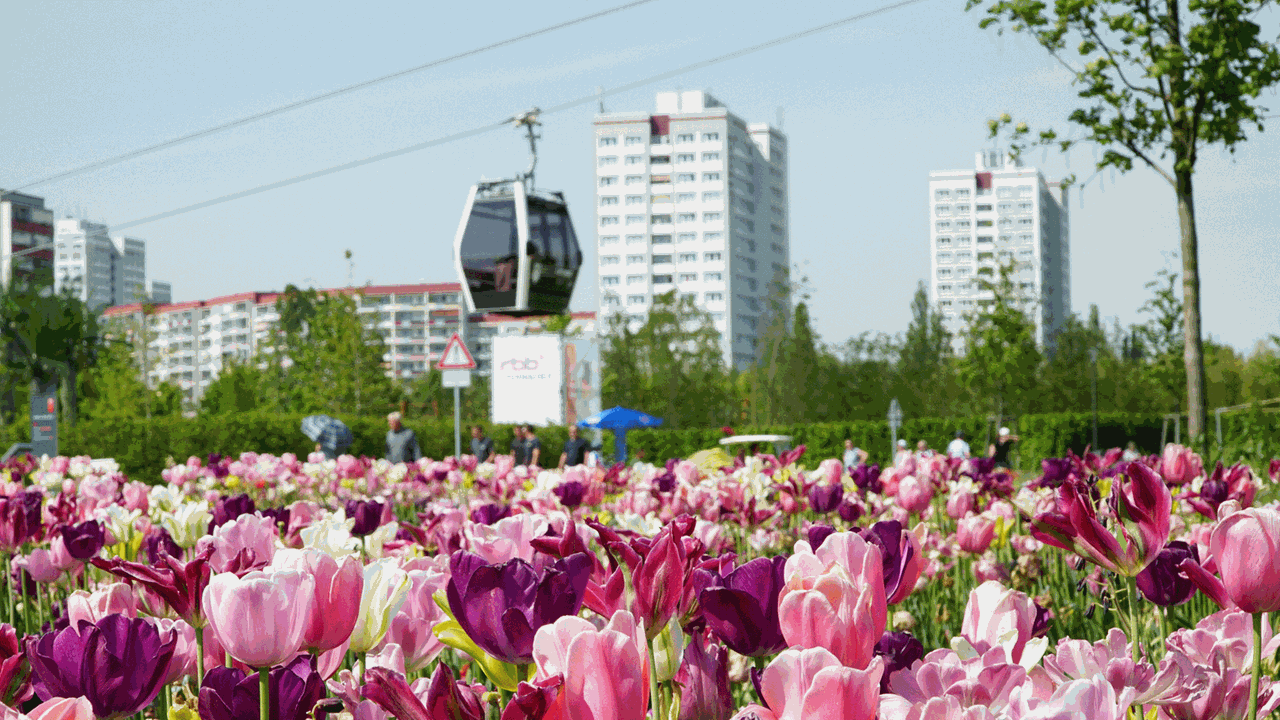 Tulpen blühen am 18.05.2017 in Berlin auf der Internationalen Gartenausstellung IGA, während die Gondeln der Seilbahn von der Talstation zur Mittelstation Wolkenhain, dem Wahrzeichen und Aussichtspunkt der IGA, fahren. Tulpen blühen am 18.05.2017 in Berlin auf der Internationalen Gartenausstellung IGA, während die Gondeln der Seilbahn von der Talstation zur Mittelstation Wolkenhain, dem Wahrzeichen und Aussichtspunkt der IGA, fahren.
