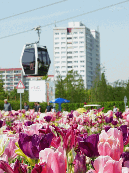 Tulpen blühen am 18.05.2017 in Berlin auf der Internationalen Gartenausstellung IGA, während die Gondeln der Seilbahn von der Talstation zur Mittelstation Wolkenhain, dem Wahrzeichen und Aussichtspunkt der IGA, fahren.