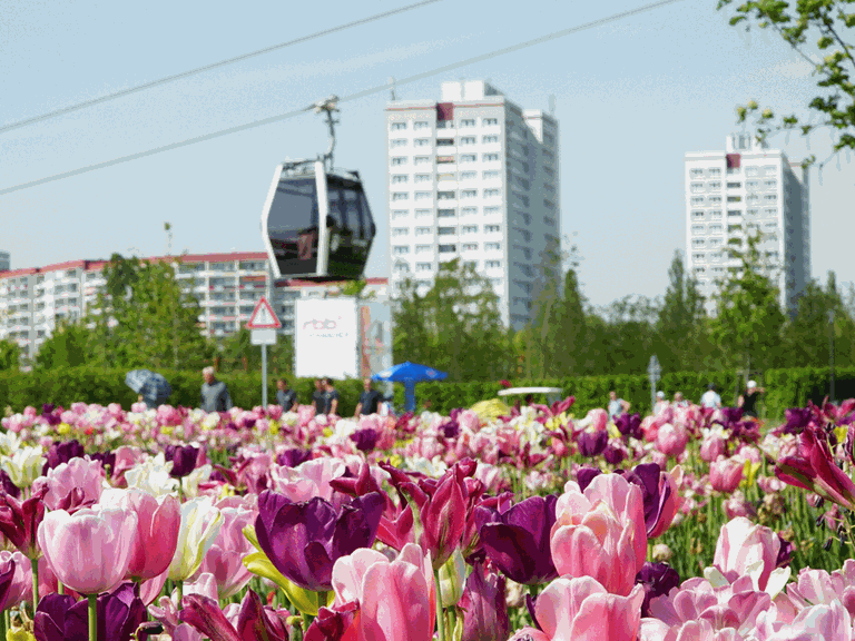 Tulpen blühen am 18.05.2017 in Berlin auf der Internationalen Gartenausstellung IGA, während die Gondeln der Seilbahn von der Talstation zur Mittelstation Wolkenhain, dem Wahrzeichen und Aussichtspunkt der IGA, fahren.