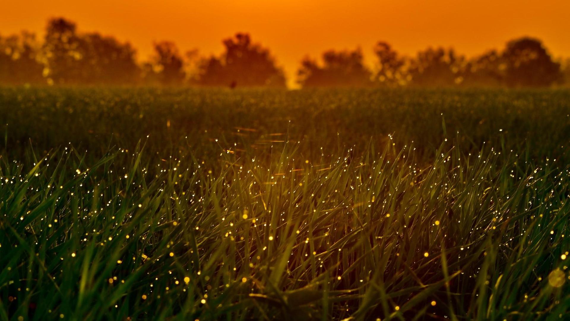 Kleine golden leuchtende Pünktchen (Glühwürmchen) im hohen Gras bei Sonnenuntergang Kleine golden leuchtende Pünktchen (Glühwürmchen) im hohen Gras bei Sonnenuntergang