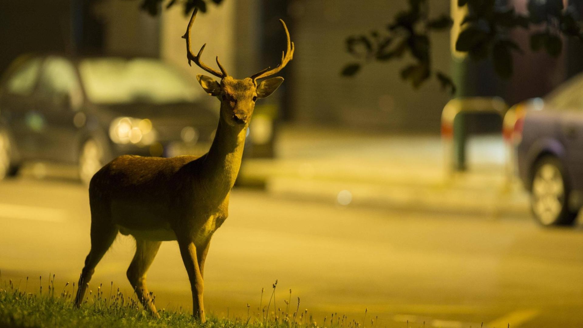 Ein Damhirsch-Bock steht am Straßenrand in Lonon bei Nacht. Ein Damhirsch-Bock steht am Straßenrand in Lonon bei Nacht.