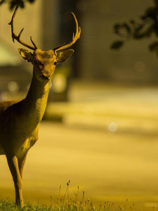 Ein Damhirsch-Bock steht am Straßenrand in Lonon bei Nacht.