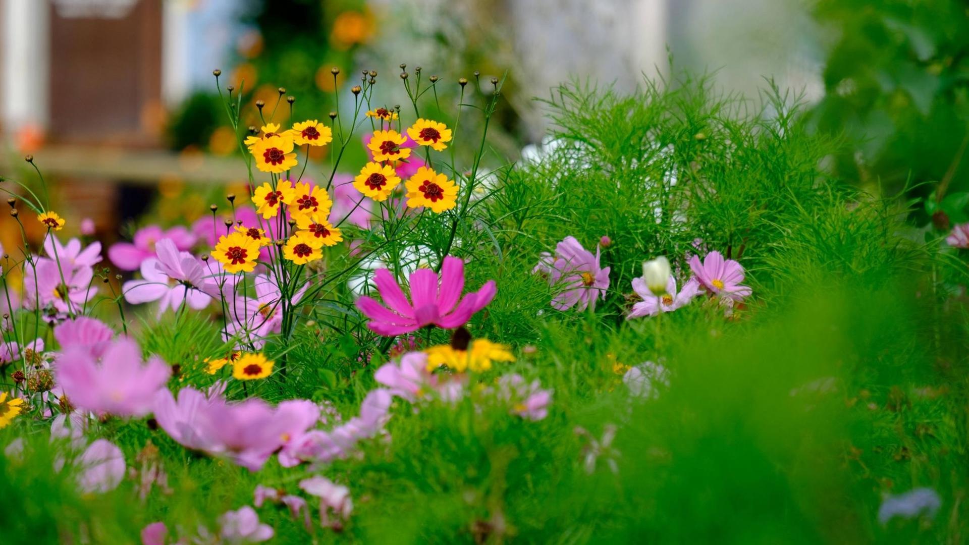 Ein Blumenmeer aus rosafarbenen und gelben Blumen. Ein Blumenmeer aus rosafarbenen und gelben Blumen.