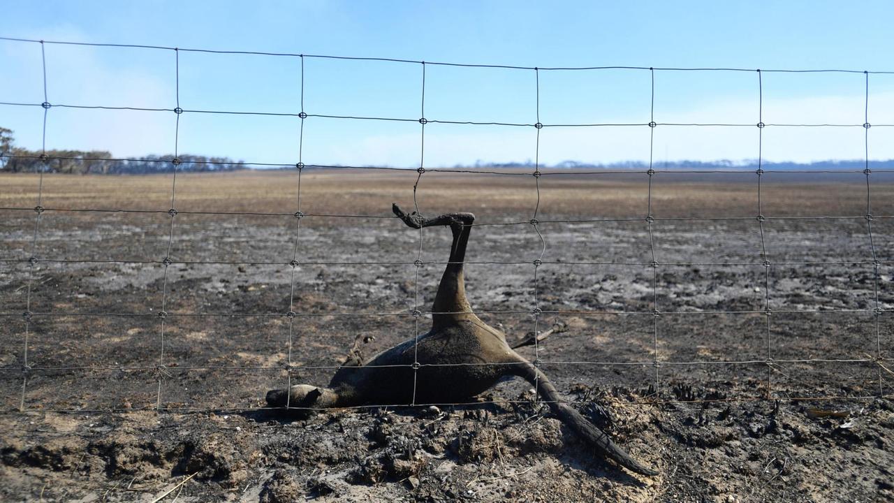 Einem Känguru ist auf der Flucht vor den Flammen ein Zaun zum Verhängnis geworden. Das Tier liegt tot vor einem Zaun. Einem Känguru ist auf der Flucht vor den Flammen ein Zaun zum Verhängnis geworden. Das Tier liegt tot vor einem Zaun.