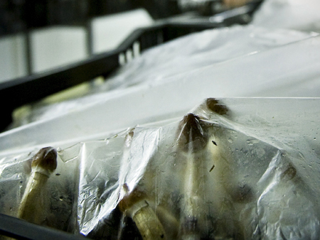 Sogenannte Magic Mushrooms, Pilze die als Drogen eingenommen werden - hier unter einer Plastikfolie. Sogenannte Magic Mushrooms, Pilze die als Drogen eingenommen werden - hier unter einer Plastikfolie.