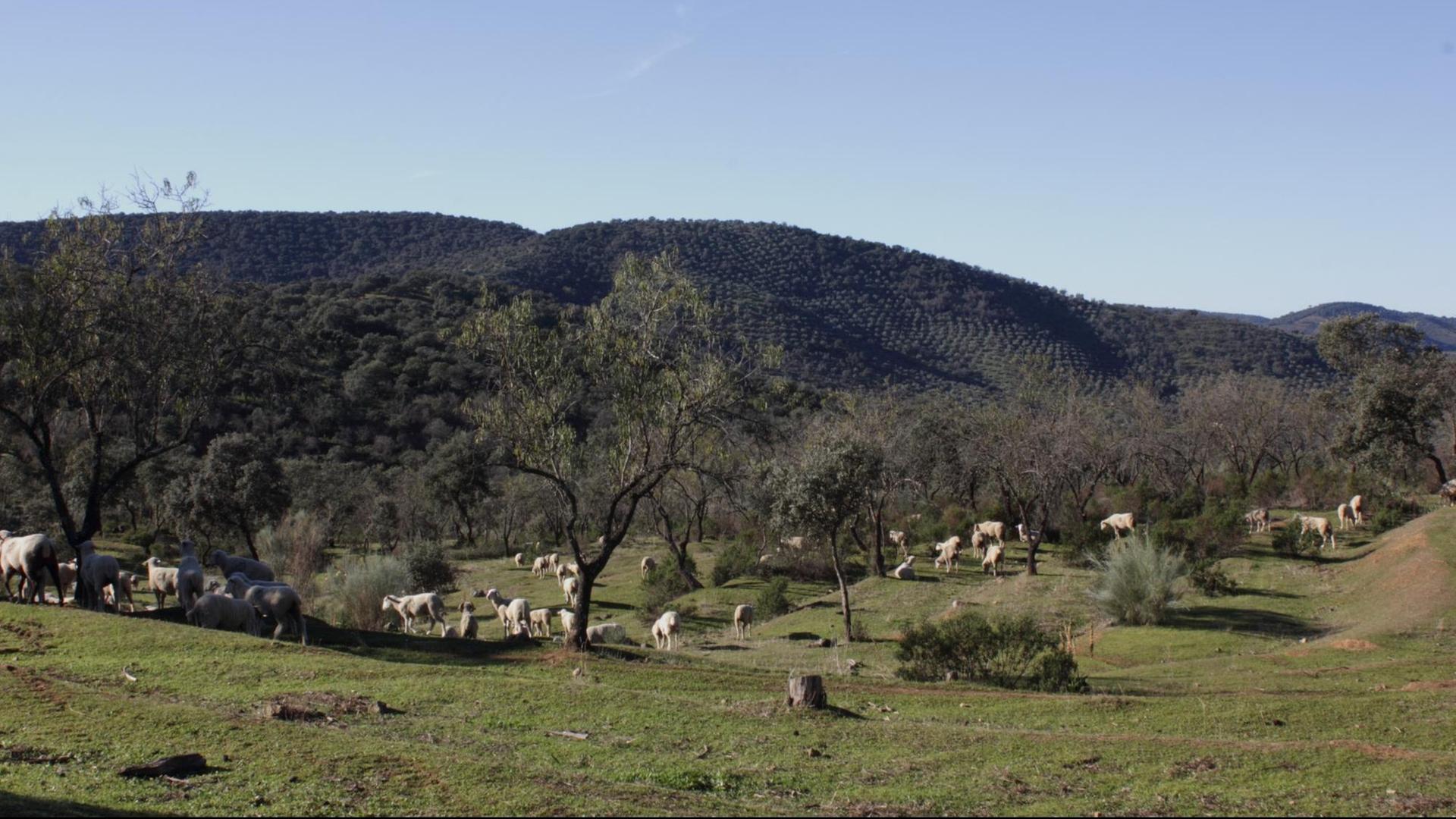 Schafe und Ziegen am Eingang zur Finca von Eutimio Sánchez halten das Unkraut kurz - auch ohne den Einsatz von Herbiziden. Schafe und Ziegen am Eingang zur Finca von Eutimio Sánchez halten das Unkraut kurz - auch ohne den Einsatz von Herbiziden.