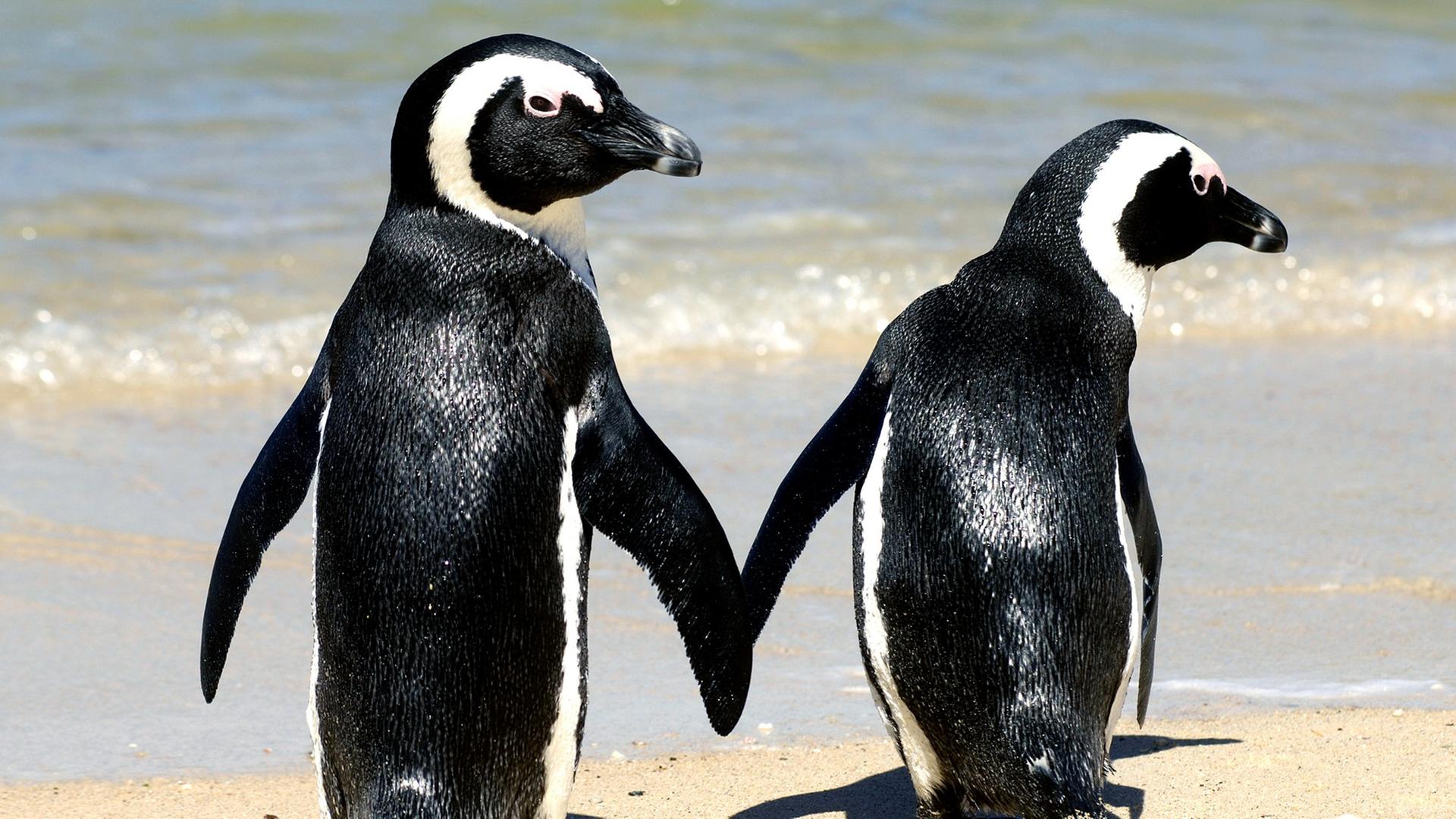 Zwei Afrikanische Pinguine am Strand. Zwei Afrikanische Pinguine am Strand.