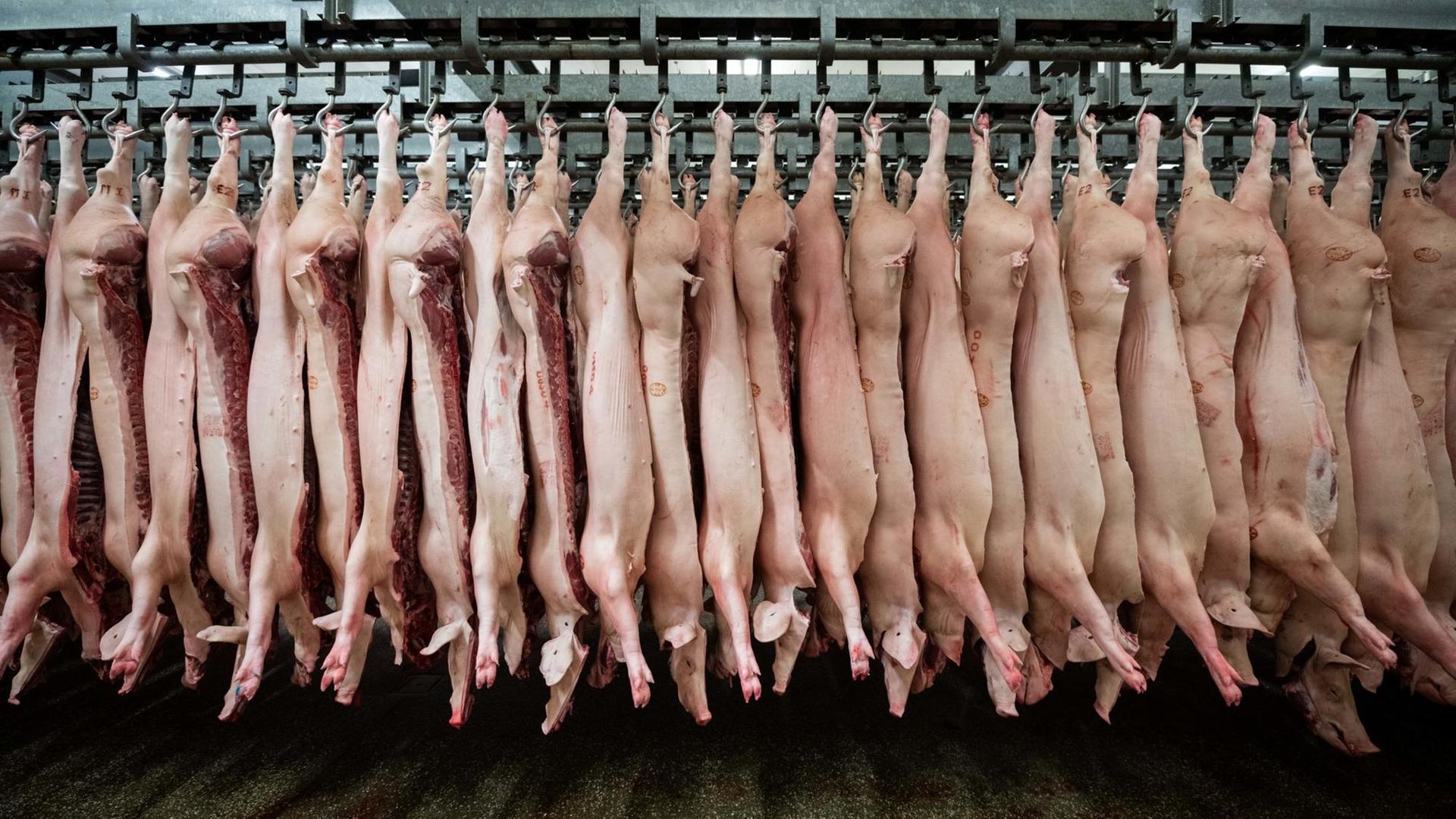 04.02.2019, Niedersachsen, Garrel: Halbierte Schweine hängen im Schlachthof Böseler-Goldschmaus während des Besuchs des Ministerpräsidenten von Niedersachsen an den Haken. Foto: Mohssen Assanimoghaddam/dpa | Verwendung weltweit 04.02.2019, Niedersachsen, Garrel: Halbierte Schweine hängen im Schlachthof Böseler-Goldschmaus während des Besuchs des Ministerpräsidenten von Niedersachsen an den Haken. Foto: Mohssen Assanimoghaddam/dpa | Verwendung weltweit