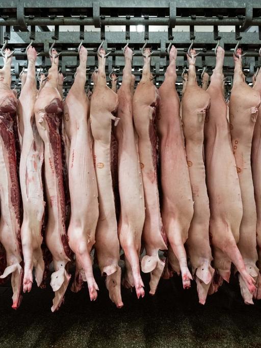 04.02.2019, Niedersachsen, Garrel: Halbierte Schweine hängen im Schlachthof Böseler-Goldschmaus während des Besuchs des Ministerpräsidenten von Niedersachsen an den Haken. Foto: Mohssen Assanimoghaddam/dpa | Verwendung weltweit