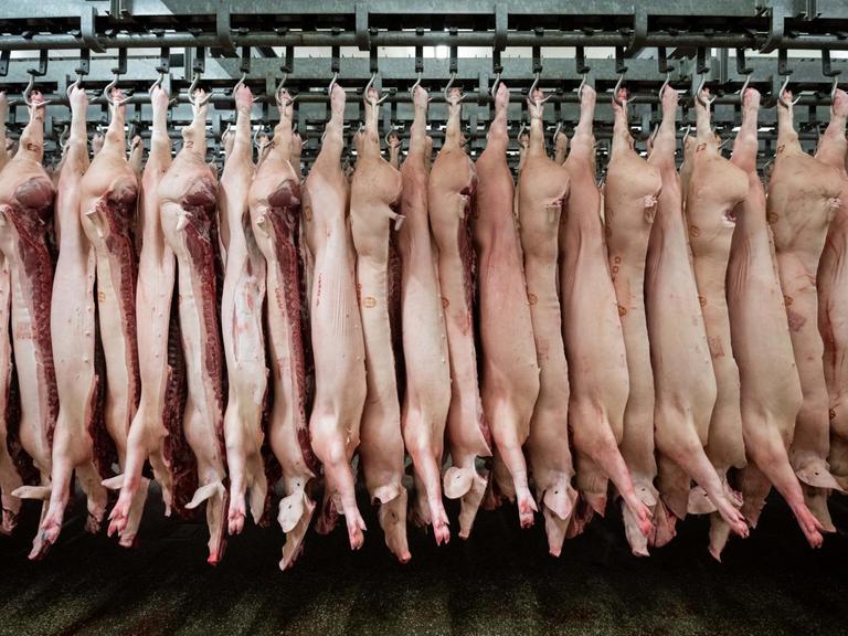 04.02.2019, Niedersachsen, Garrel: Halbierte Schweine hängen im Schlachthof Böseler-Goldschmaus während des Besuchs des Ministerpräsidenten von Niedersachsen an den Haken. Foto: Mohssen Assanimoghaddam/dpa | Verwendung weltweit