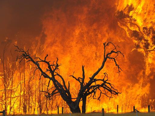 Schwere Buschbrände in Australien