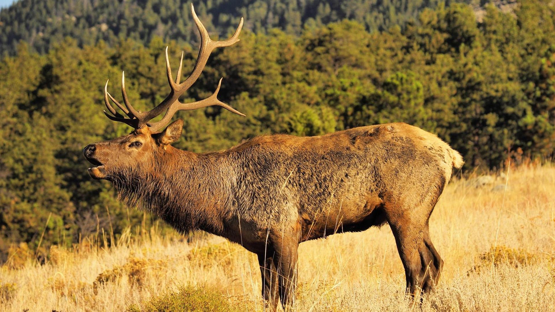 Ein röhrender Wapitihirsch auf einer Wiese im Rocky Maintain National Park. Ein röhrender Wapitihirsch auf einer Wiese im Rocky Maintain National Park.