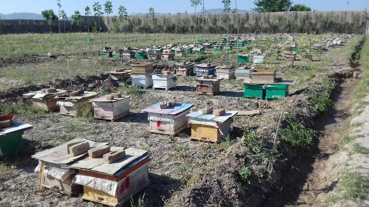 Safran-Garten mit Bienenstöcken. Safran-Garten mit Bienenstöcken.