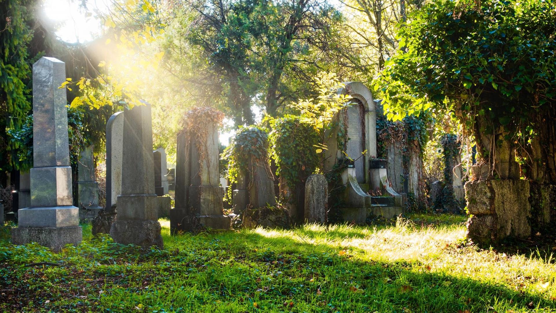 Jüdischer Friedhof im Sonnenlicht Jüdischer Friedhof im Sonnenlicht
