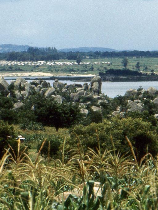Ein Feld mit Mais, im Hintergrund ein Fluss und eine Viehherde in Simbabwe.