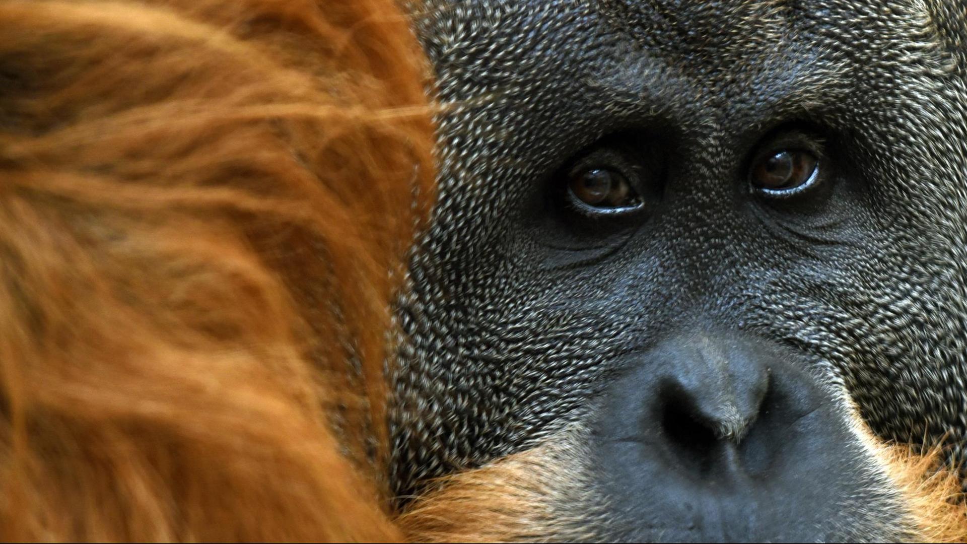 Ein Orang-Utan-Männchen guckt in die Kamera. 